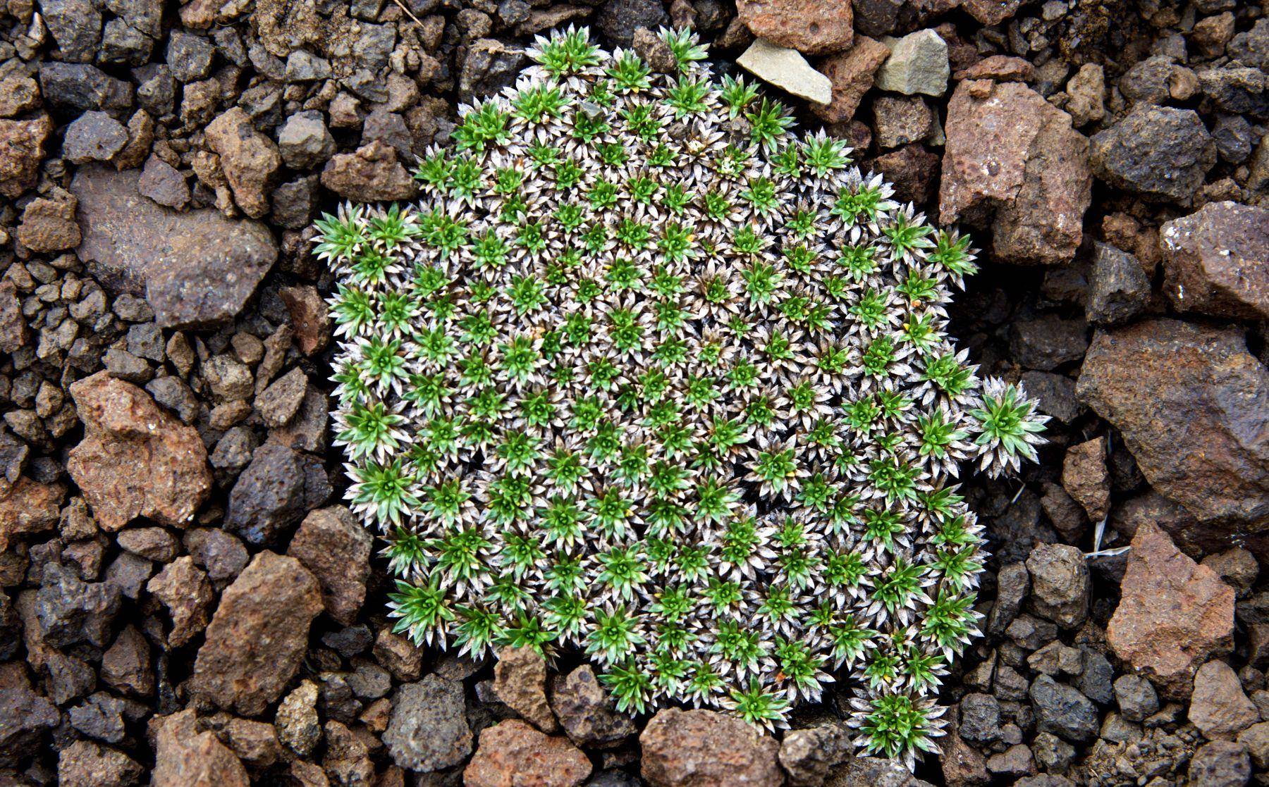 Torres del Paine, patagonia Chile