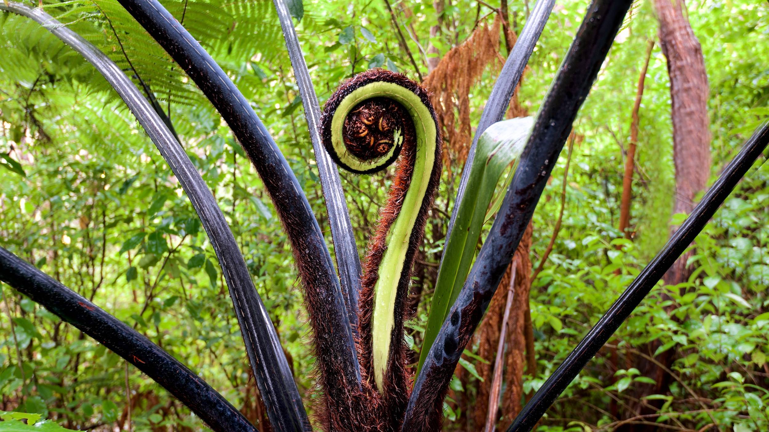 Split Apple, Able Tasman National Park   