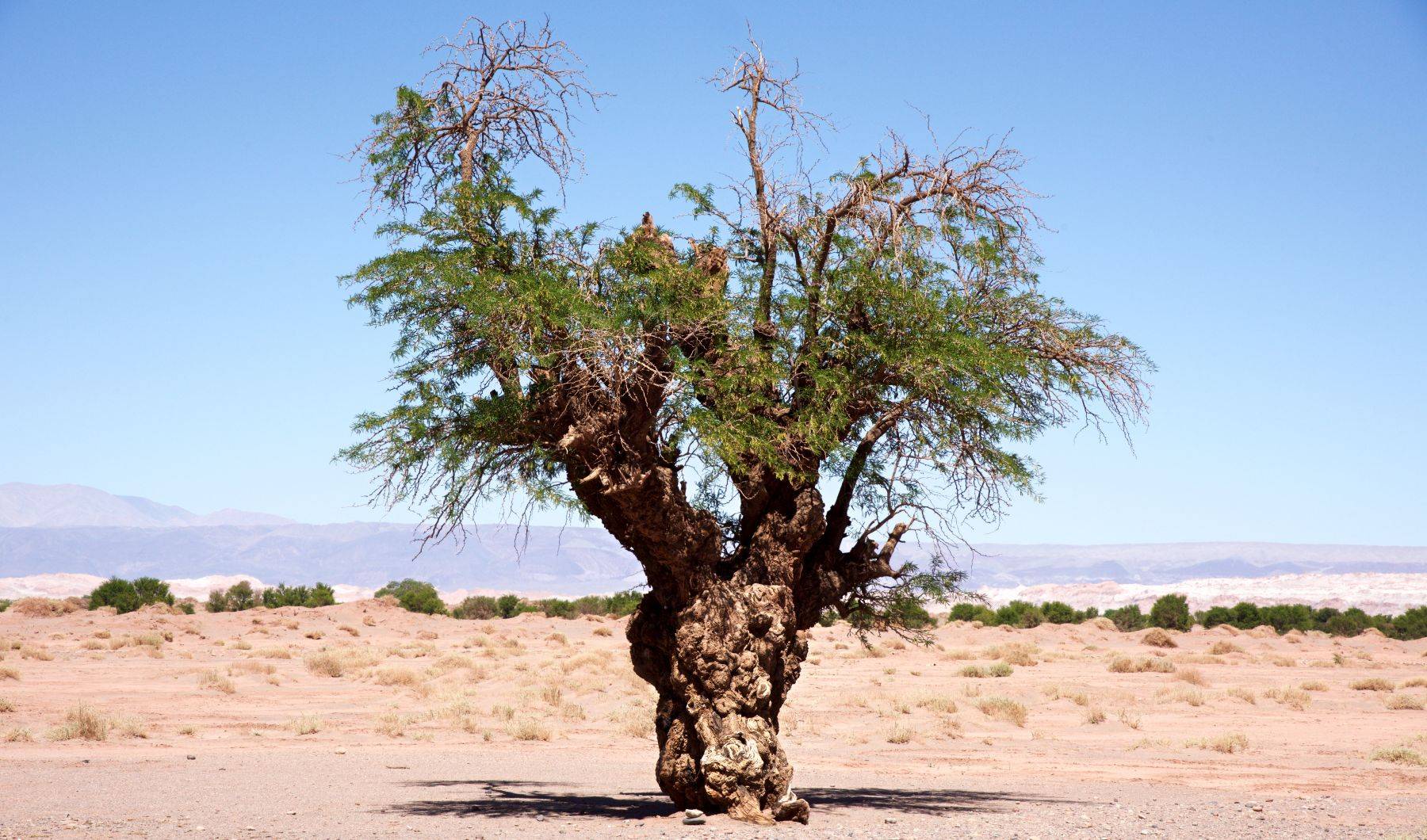 Atacama Desert, Chile