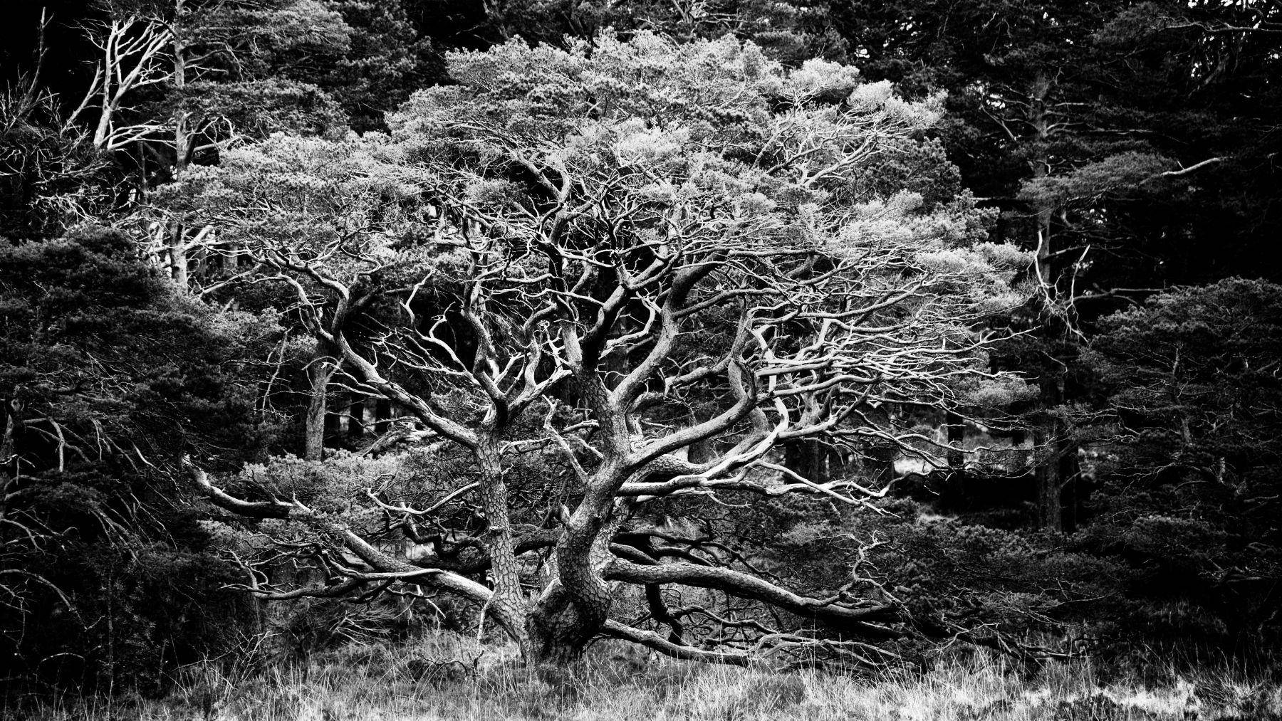 Scottish Highlands, Scotland