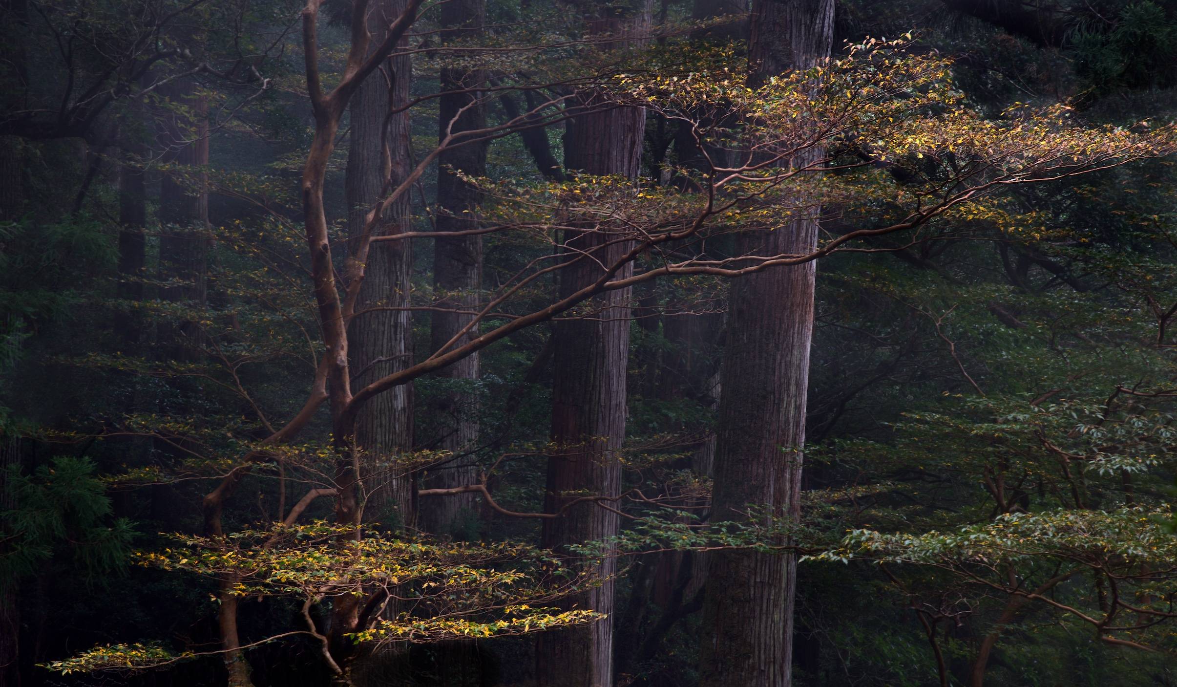 Yakushima Island, Japan