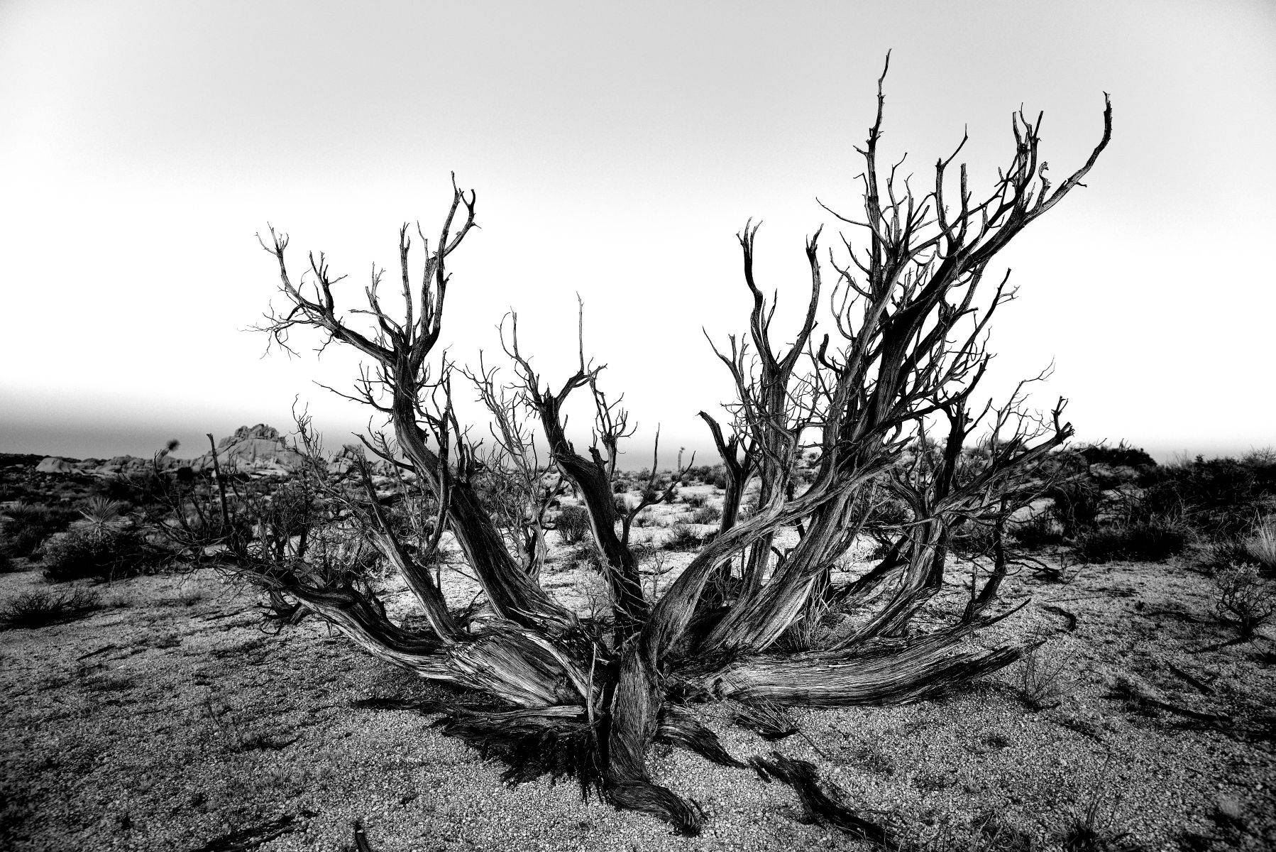 Joshua Tree National Park, California, USA