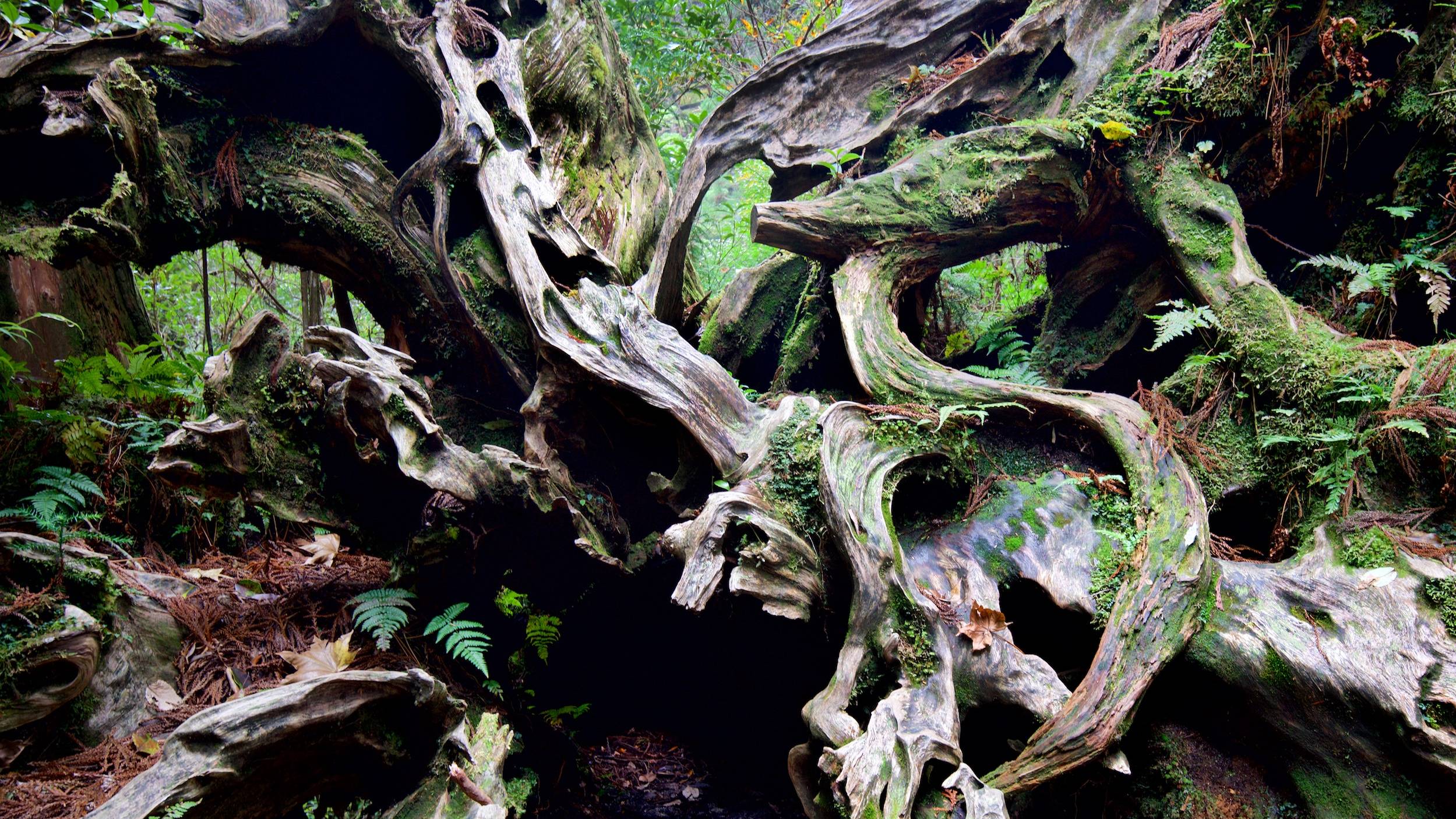 Yakushima Island, Japan