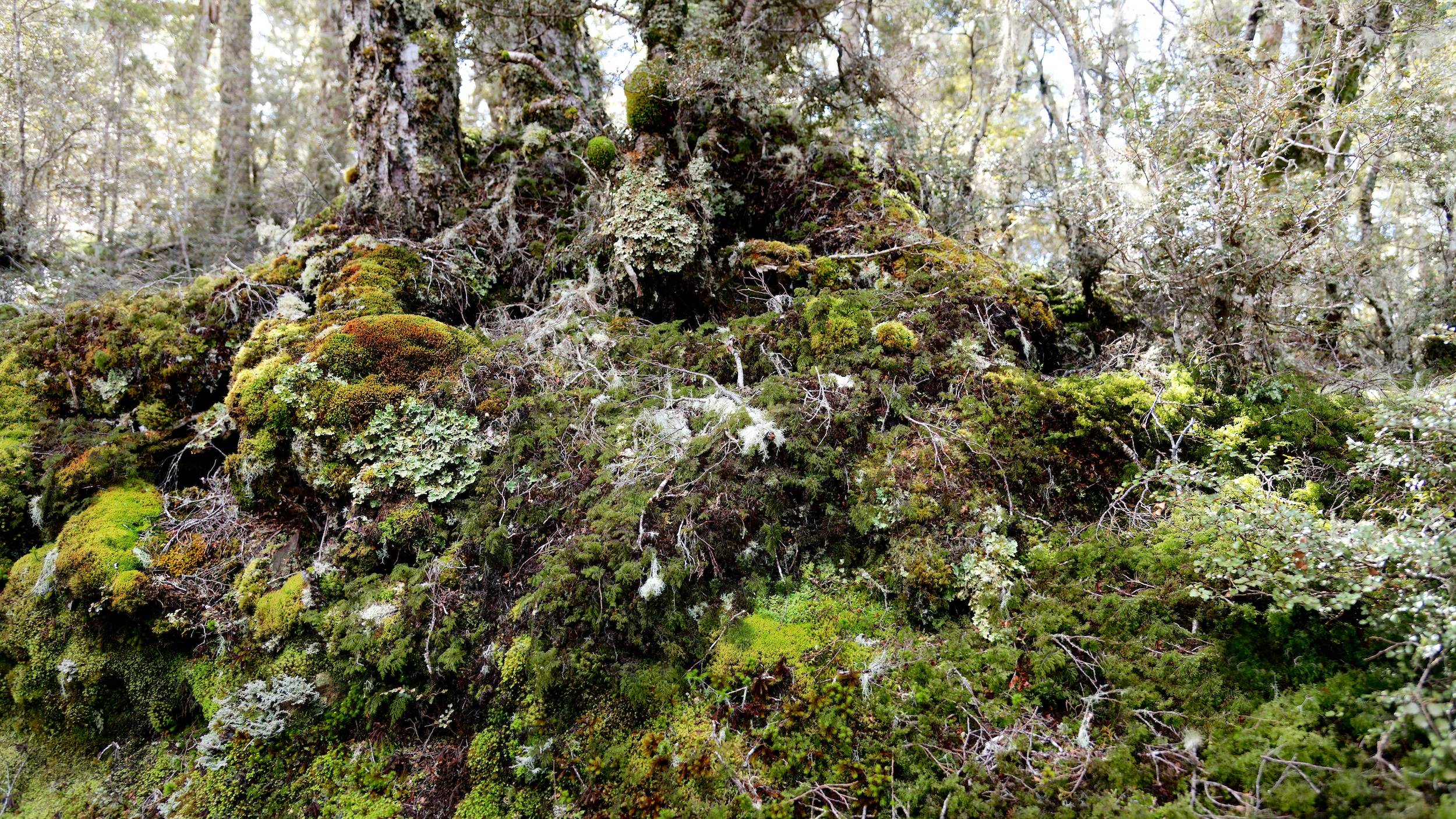Kepler Track Heli Hike