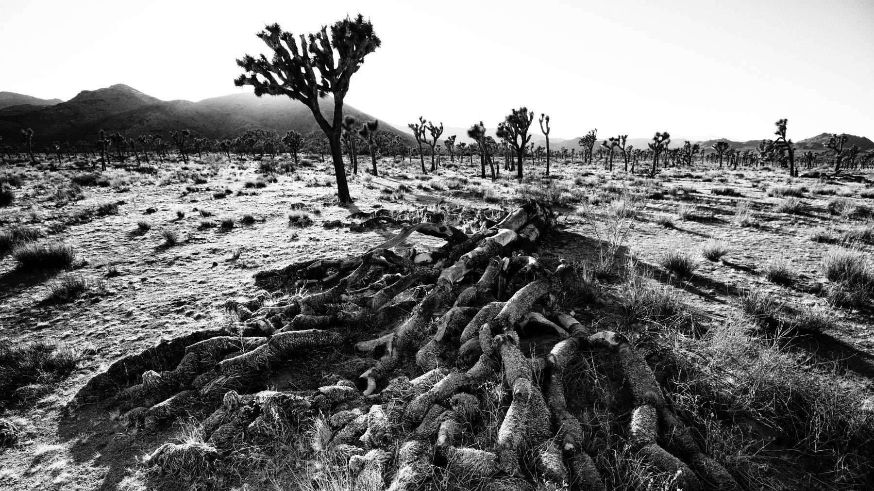 Joshua Tree National Park, California, USA