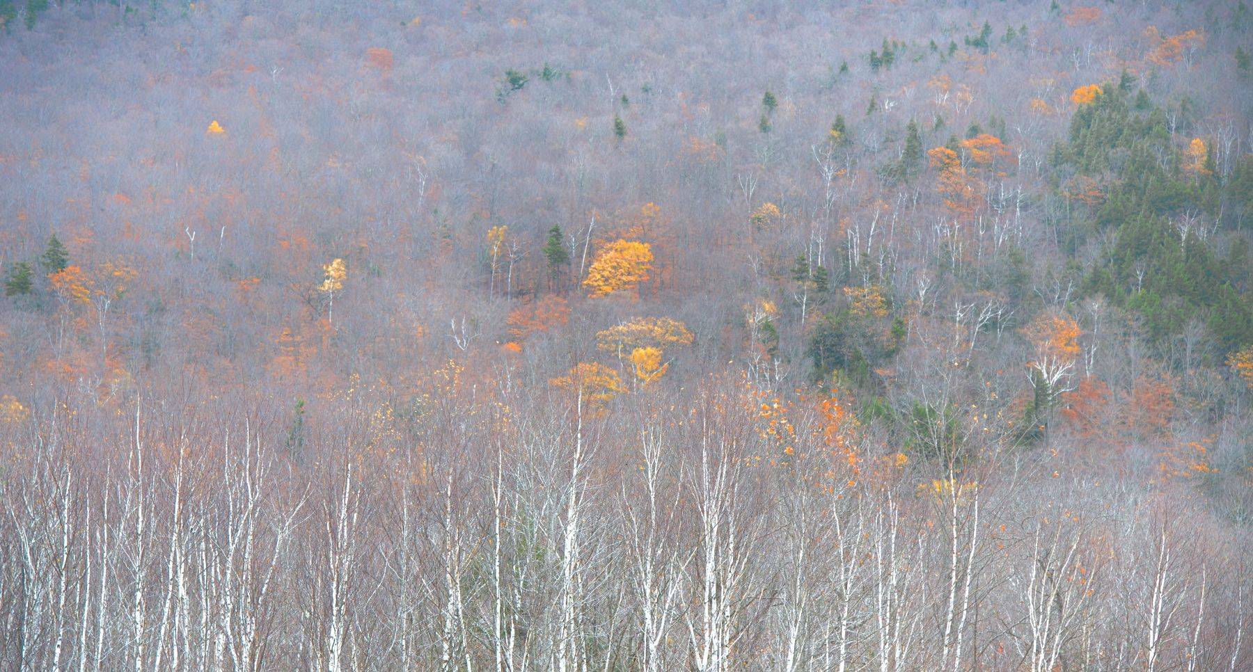 New England fall foliage