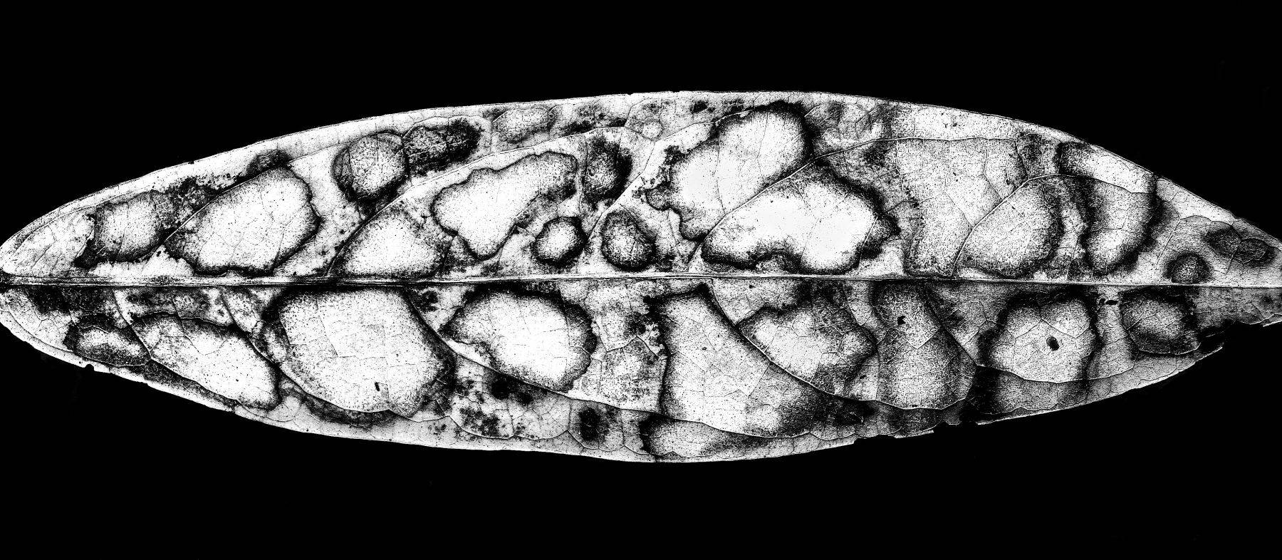 Australia's Rainforest,  Queensland's Daintree, Australia