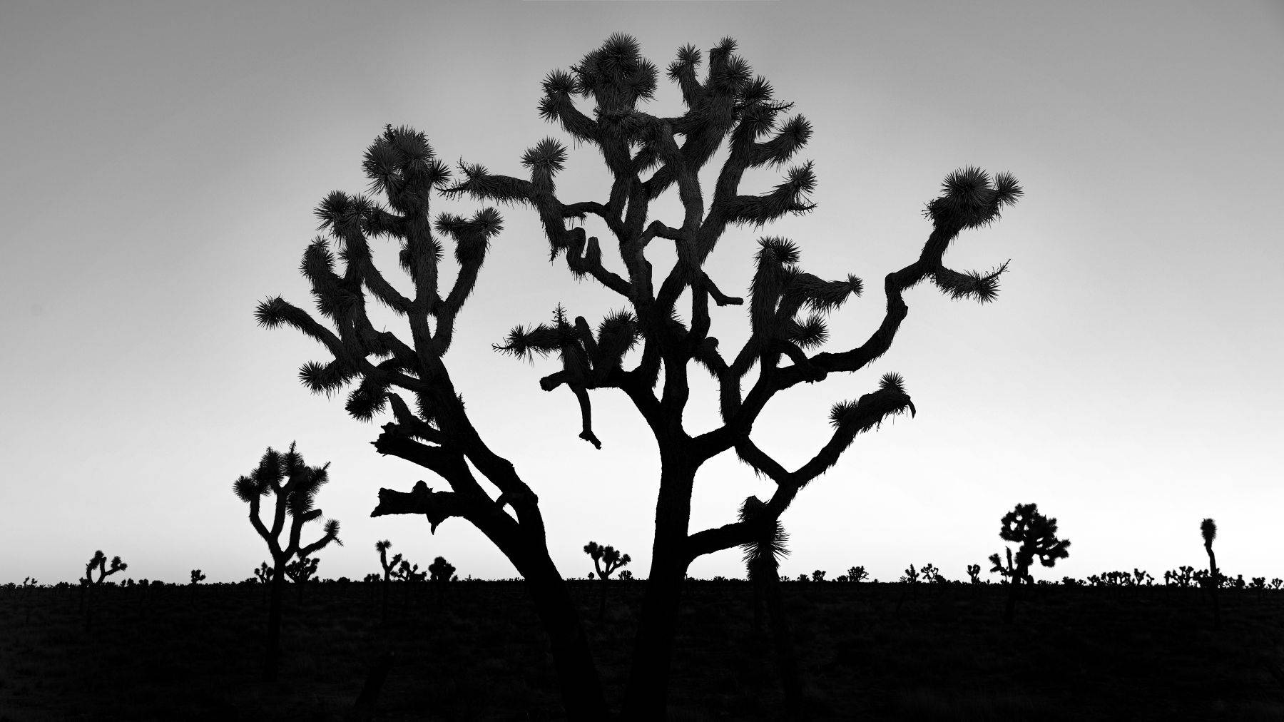 Joshua Tree National Park, California, USA
