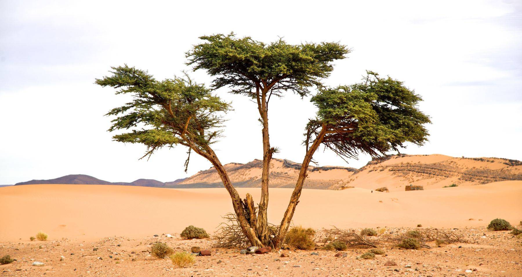 Sahara Desert, Morocco