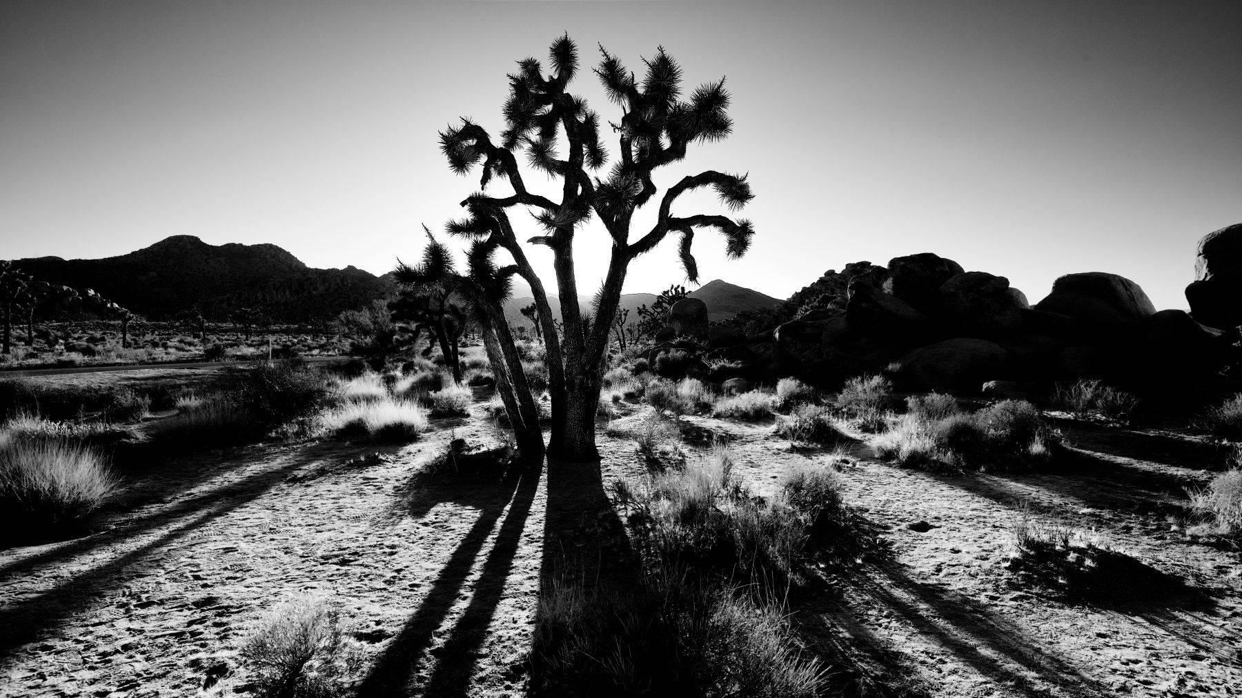Joshua Tree National Park, California, USA
