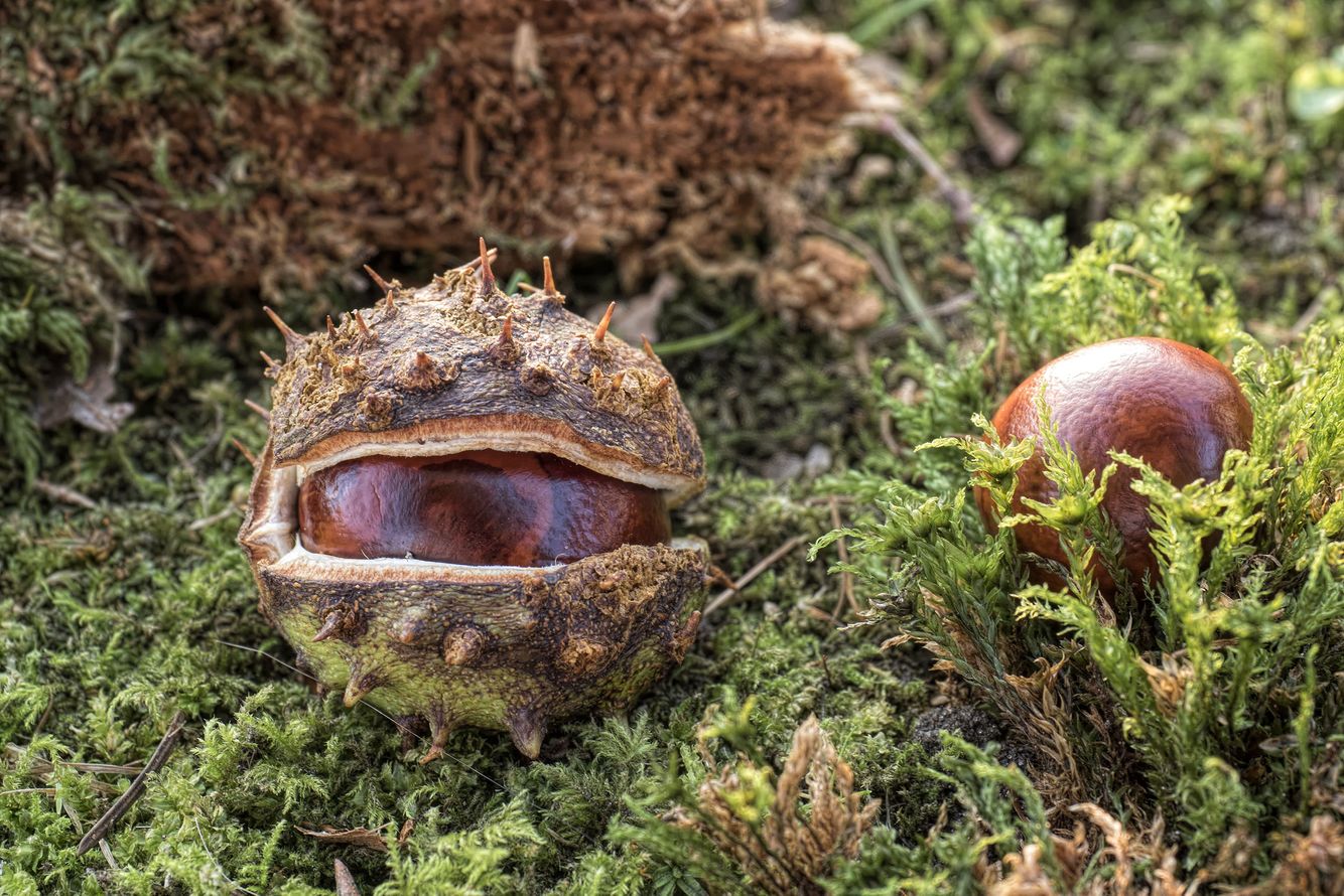 2GTQbgiNxerRr5gcT6hkjr8dsnb6NBTxXMi2obS (6).jpeg