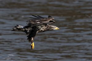 2025-11-12 BE IF JUVI FISH 1 (1v2) copy.jpg