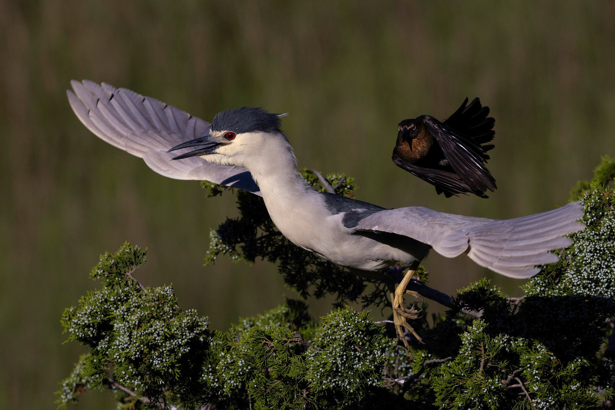 2024-06-10 BCNH GRACKLE_12V2 copy.jpg