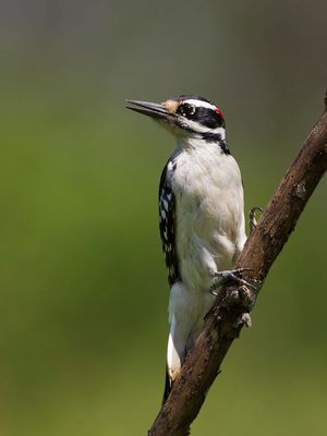 2015-05-07 HAIRYWP_1V2.jpg