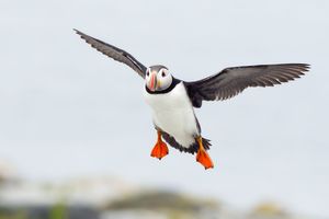 2013-07-09 Puffin IF_4_Ted_Ellis_Photography.jpg