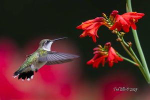 2025-07-15  RTHB JUVI LUCIFER_16 copy.jpg