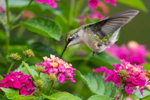 2025-07-18 RTHB JUVI LANTANA_1V2 copy.jpg