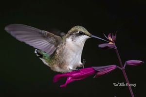 2025-07-18  RTHB JUVI PURPLE PERCHED_2v2 copy.jpg