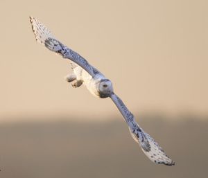 2014-02-01 Snowy LEAP_3v2.jpg