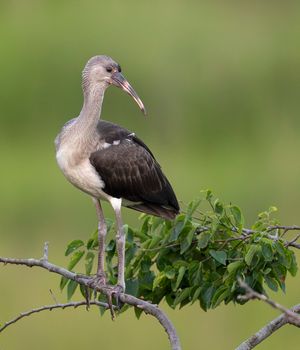 2023-06-29 WIBIS JUVI 01_6V2.jpg