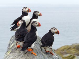 The Five Puffins