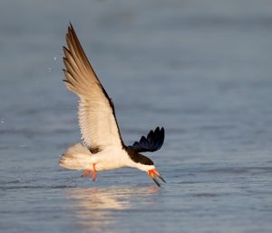 2016-08-29 BSKIMMER SKIMMING_4v2.jpg