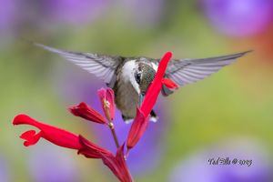 2025-07-15  RTHB JUVI RSALVIA_5v2 copy.jpg