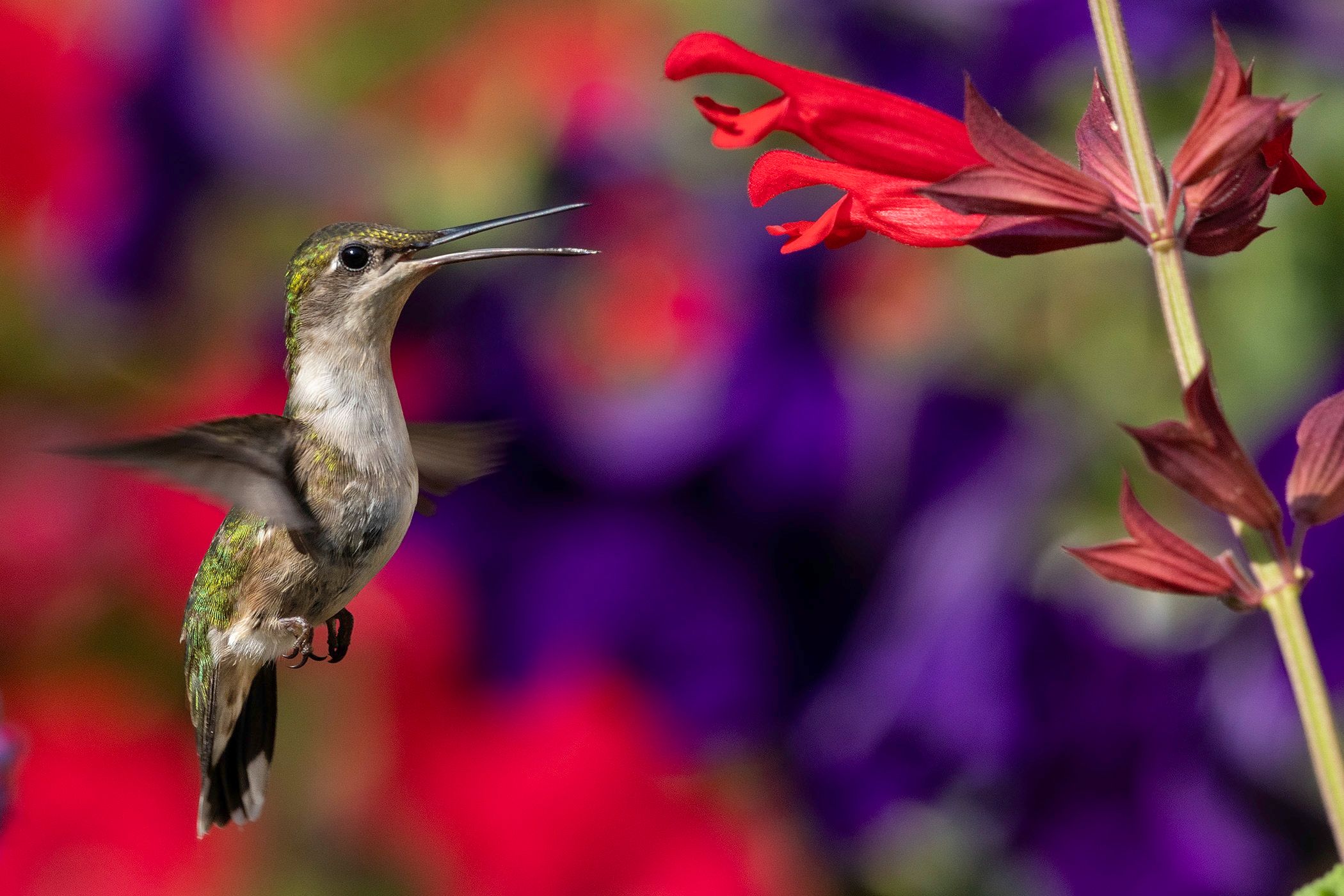 2024-06-22 RTH F IF_2V2 copy.jpg