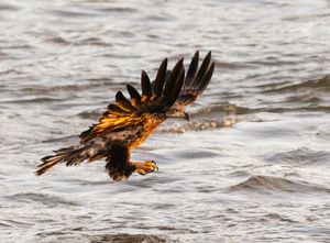 2025-11-05 BE IF JUVI FISH_1_1v2 copy.jpg