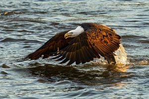 2025-12-03 BE RIVER FISH SERIES_6v2 copy.jpg