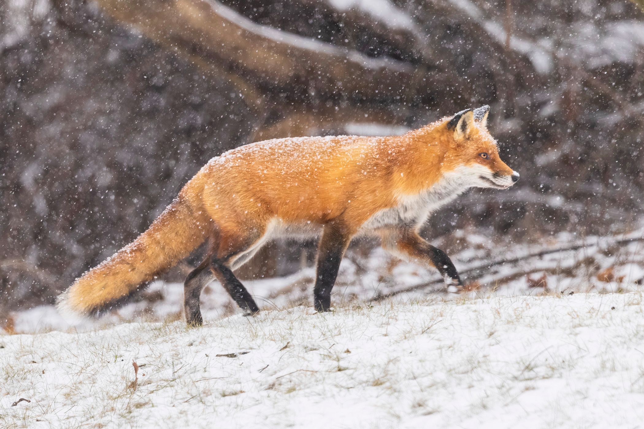 2025-01-06 FOX SNOW WALKING_3V2 copy.jpg