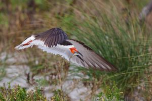 2015-09-25 SKIMMERS IF FISH EXCHANGE3_6v3.jpg