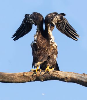 2026-06-06 BE EAGLET STRETCH_4V3 copy.jpg