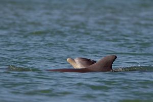 2012-03-23 Clearwater Dolphin.jpg