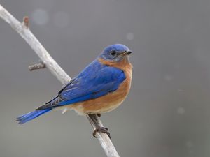 2015-03-28 BB M_14V2.jpg