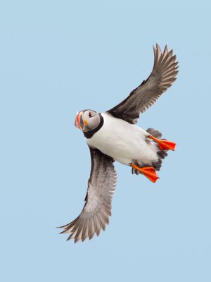 2013-07-10-PUFFIN-IF_9V4-11X14_Ted_Ellis_Photography_Puffin_In_Flight.jpg