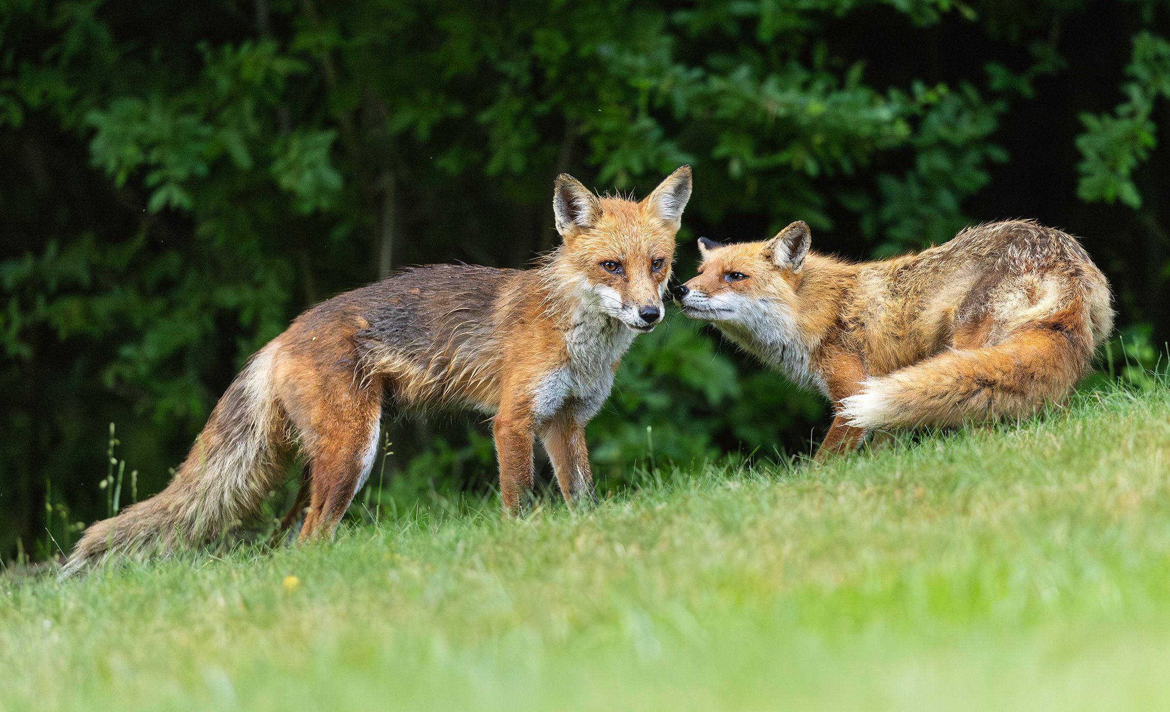 2026-06-12 FOX F BEHAVE MALE FEMALE_9v2 copy.jpg