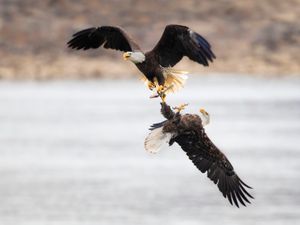 2020-11-26  BE  IF STEAL SEQUENCE_2v4.jpg