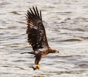 2025-11-05 BE IF JUVI FISH_1_5v2 copy.jpg