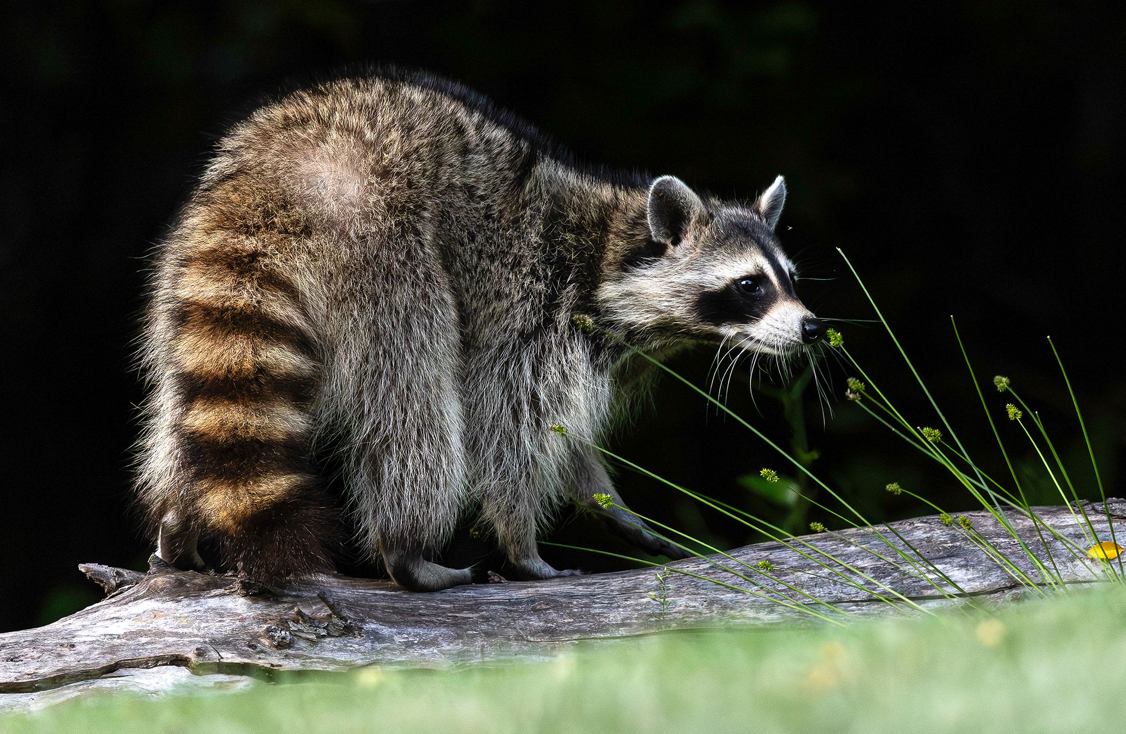 2026-06-01 RACOON FOX SERIES_43v2 copy.jpg