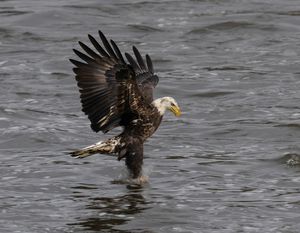 2025-11-12 BE IF JUV DIVE_9v2 copy.jpg