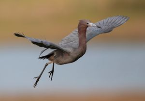 2023-05-17 LBH IN_01_5v2.jpg