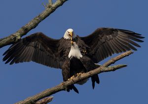 2023-10-24  BE MATING_42V2.jpg