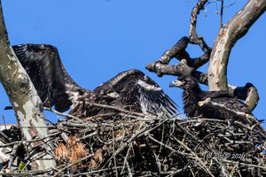 2026-05-12 BE NEST 3 EAGLETS_6v2 copy.jpg