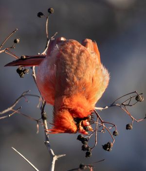 2024-01-20 CARD 15 DEGREES_5v2.jpg