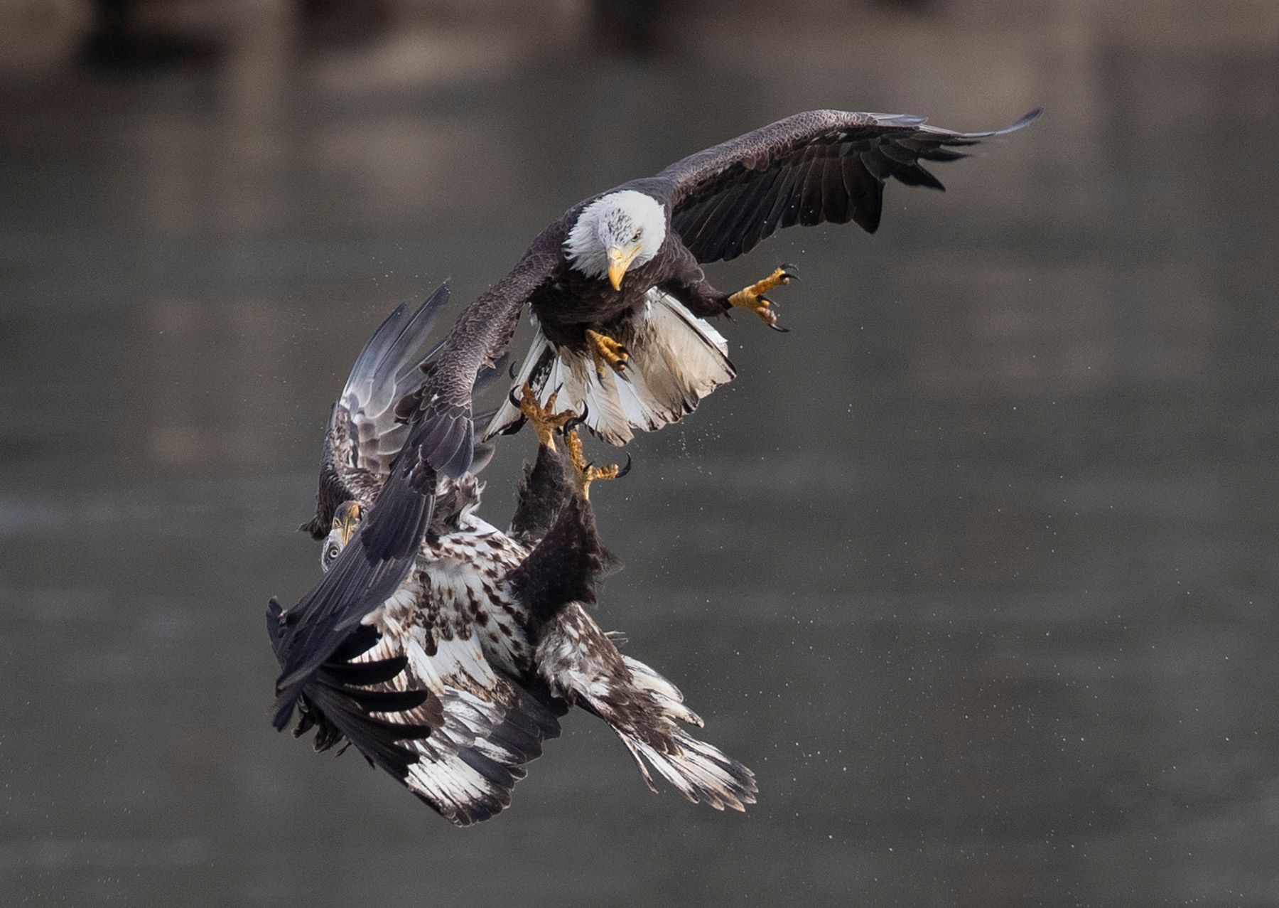 2022-11-29 BE IF JUVI ADULT CHASE_7V2.jpg