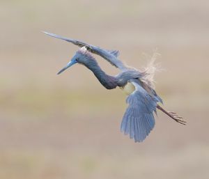 2018-05-05 TRICOLORED HERON REDO_2V2.jpg