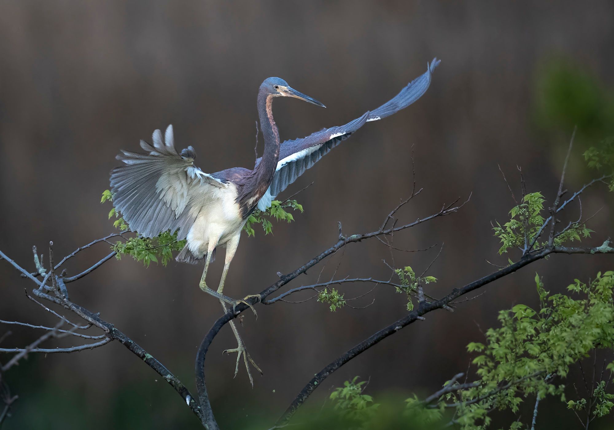 2023-04-20 TCH_02v2.jpg