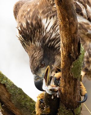 2023-12-08 BE JUVI PERCHED FISH_8v2.jpg