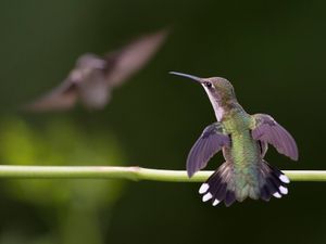 2017-08-04 RTH JUV F TWO_4V3UNFILT.jpg